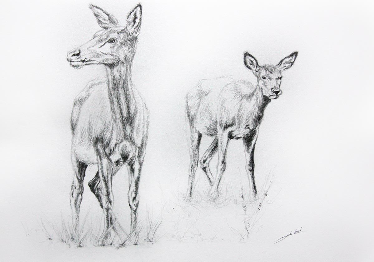 Biche Dessin Réaliste Dessin de biches - Jean-Baptiste de Poret