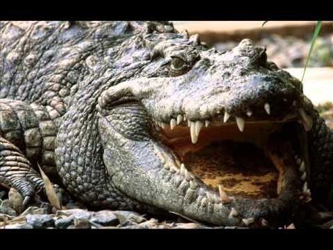 Zimbabwe || El ataque de un cocodrilo que seccionó su brazo no ha impedido sus planes de boda.