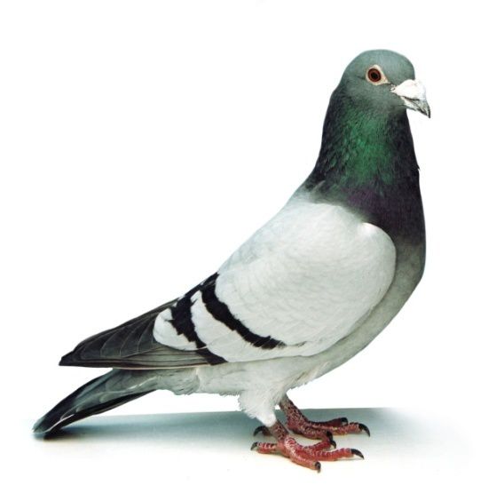 Tous les pigeons s’appellent Norbert, 5