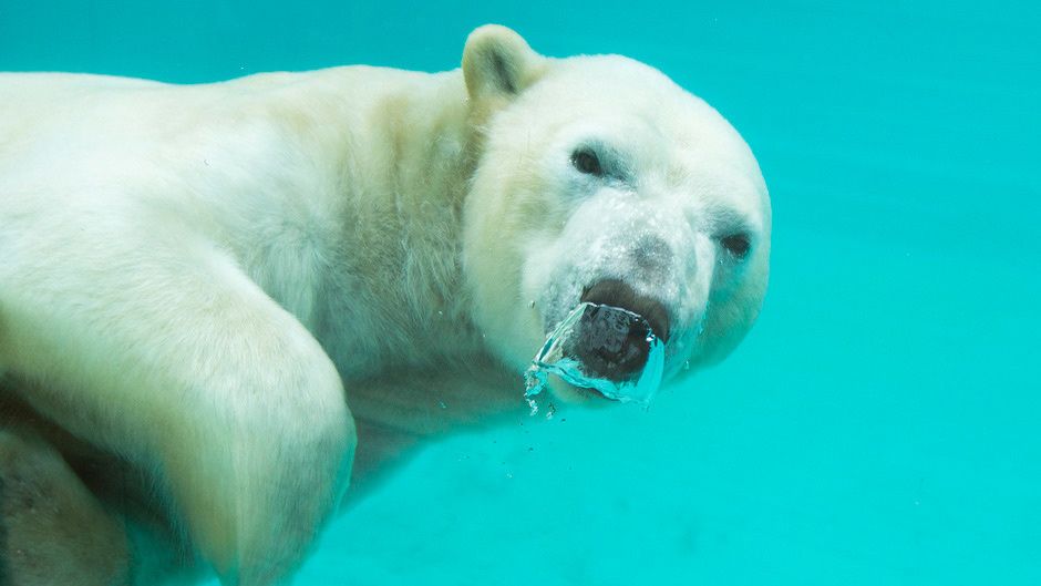 Redécouvrez l'évolution de vos animaux préférés du zoo de La Flèche ce soir sur France 4