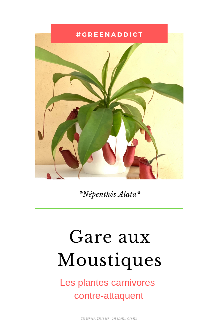 moustique-plantes-carnivores-wow-mum-blog.com-green-maman