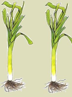 4 choses à savoir sur le poireau