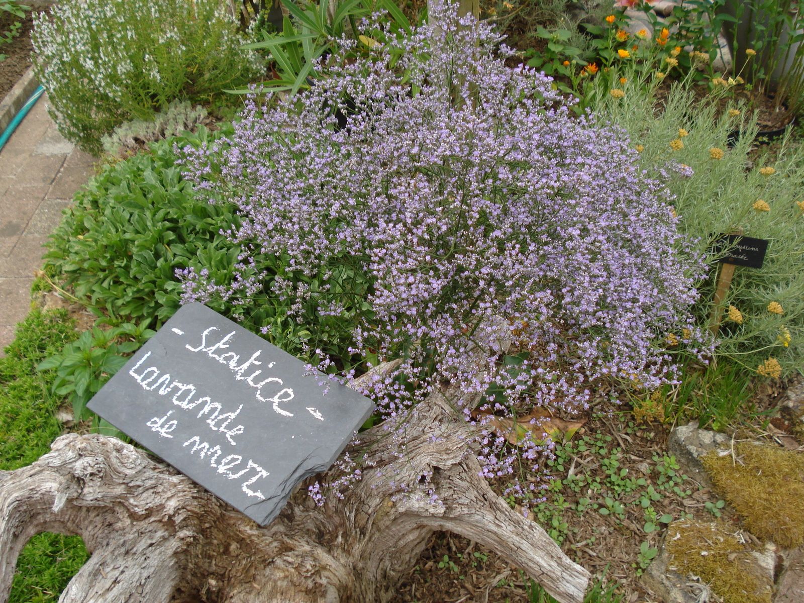 La Lavande De Mer Statice Commun Dame Nature Du Jardin