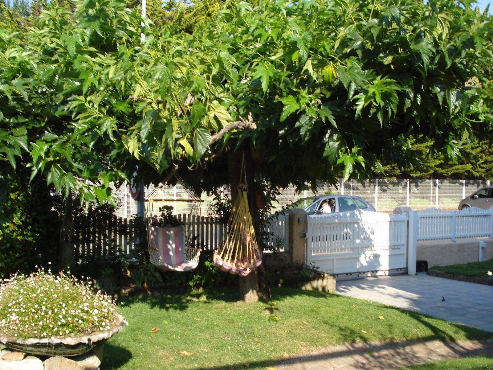 Notre arbre tonnelle ! - Dame nature du jardin à la cuisine