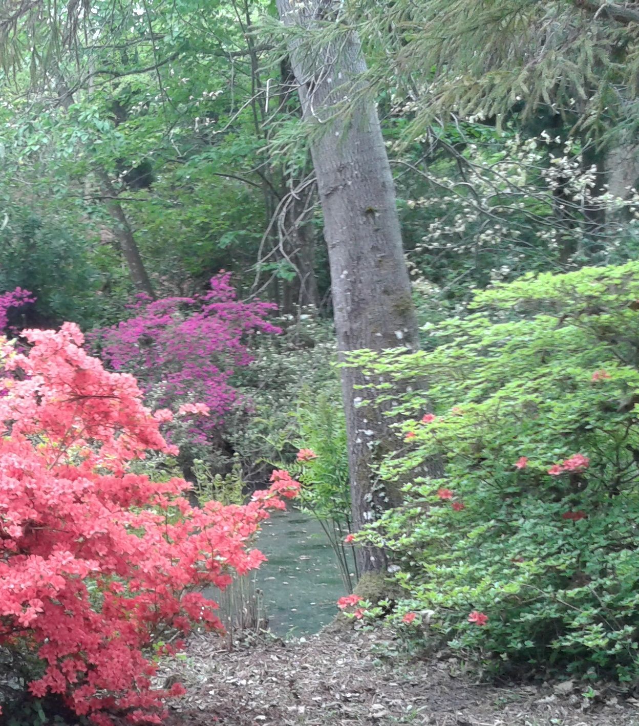 Vue de l'arboretum de Balaine- Villeneuve sur Allier - Didier Fonteniaud - stage aquarelle