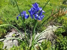 Iris des pyrnees