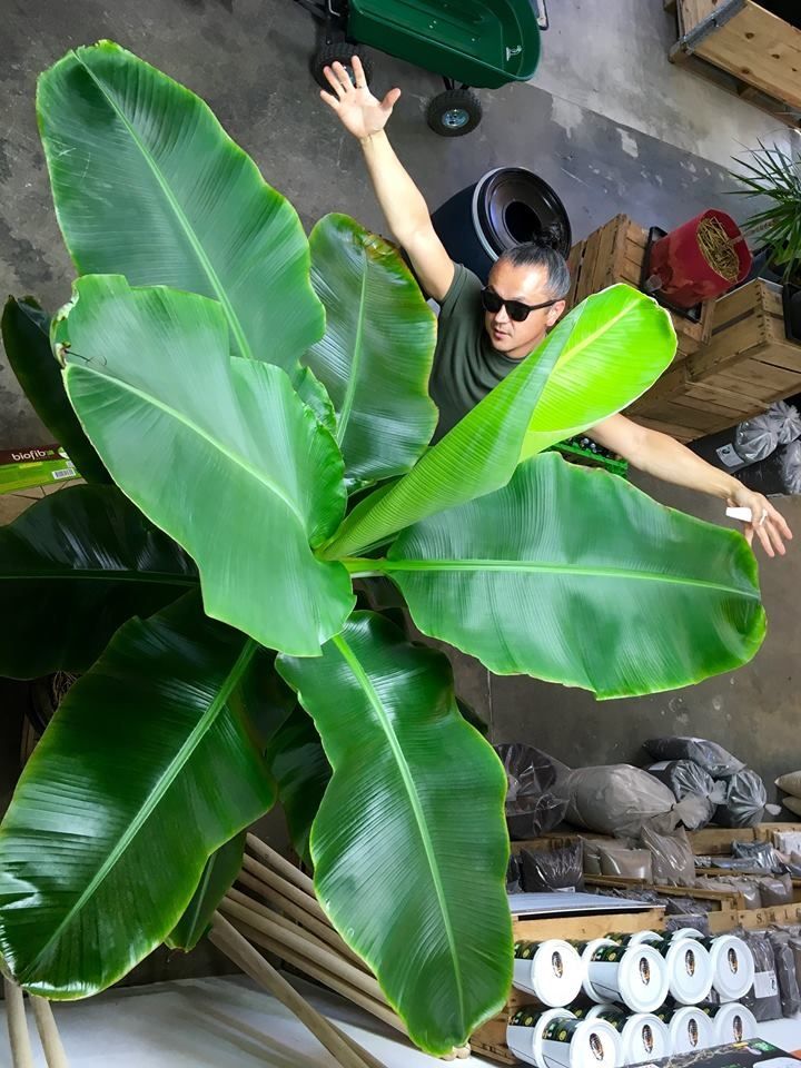 terralba