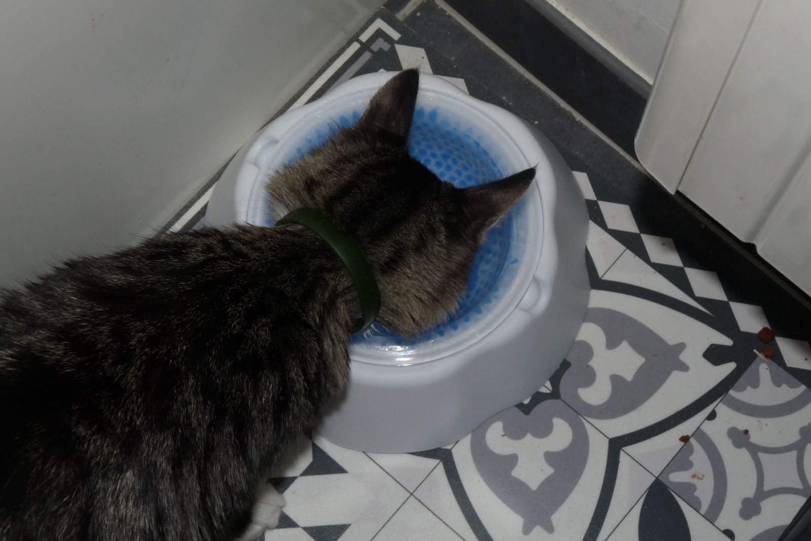 Animal water bowl de chez action