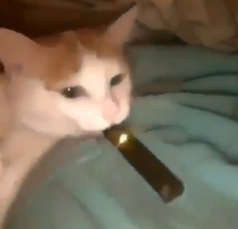 Videos Chat Qui Vape Actualites Sur La Vape Revue Pour Vapoteurs Tests Eliquides Videos Chat Qui Vape Actualites Sur La Vape Revue Pour Vapoteurs Tests Eliquides