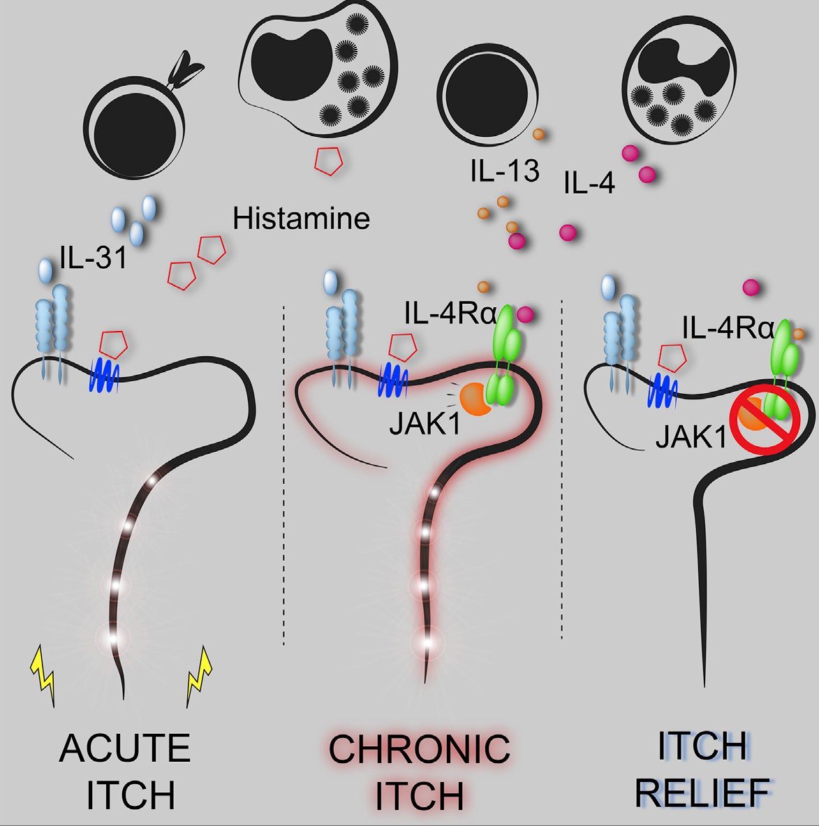 Prurit et Janus-kinases, ça se complique - Dermatite Atopique Canine