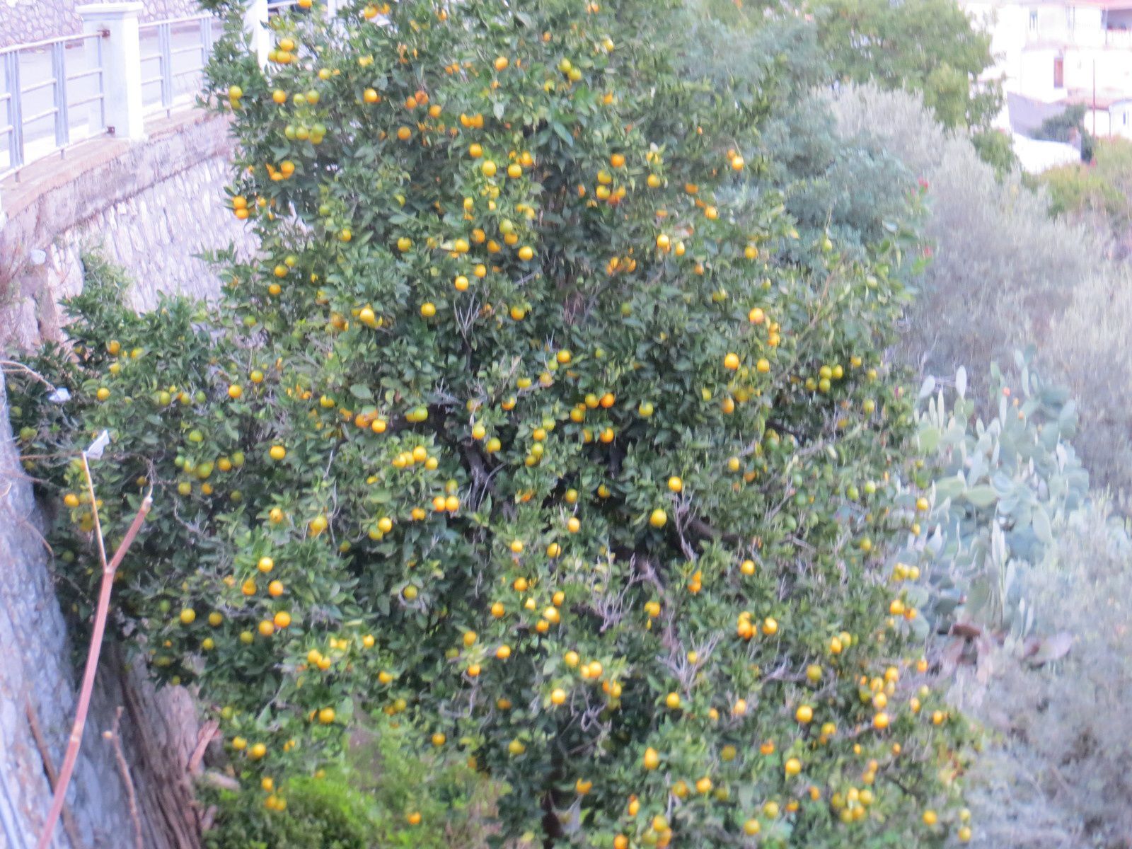 Orangers en Sicile