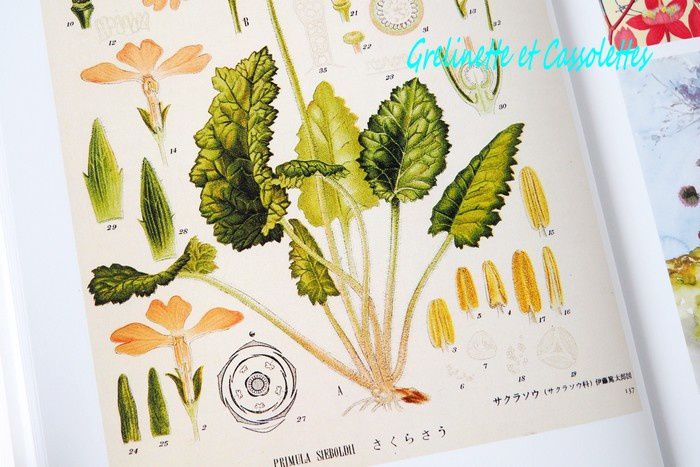 Flora Japonica, Martin Rix et Masumi Yamanaka