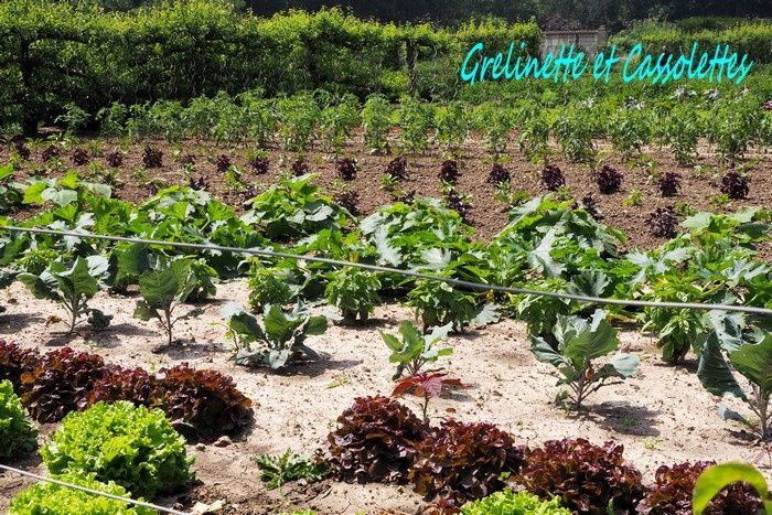 Le potager de Saint Jean de Beauregard, suite...