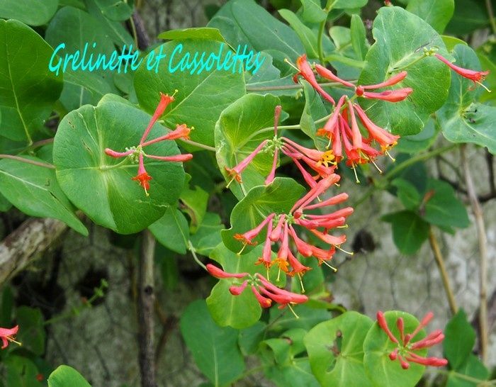 Le potager de Saint Jean de Beauregard, suite...