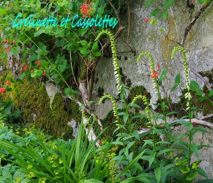 Le potager de Saint Jean de Beauregard, suite...