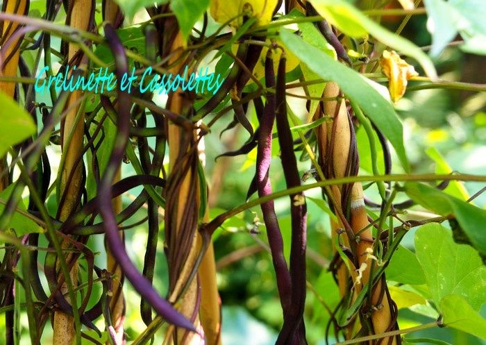 Haricots Carminat à Rame, cosse violette, Sanrival - Grelinette et  Cassolettes