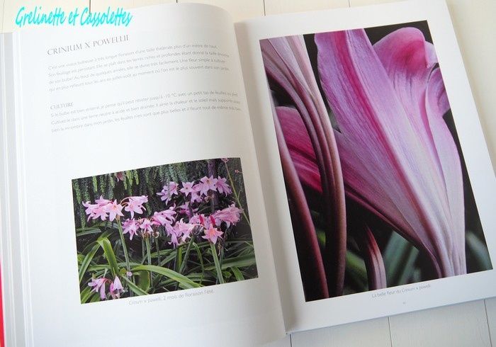 Fleurs Théâtrales au Jardin de Pellinec