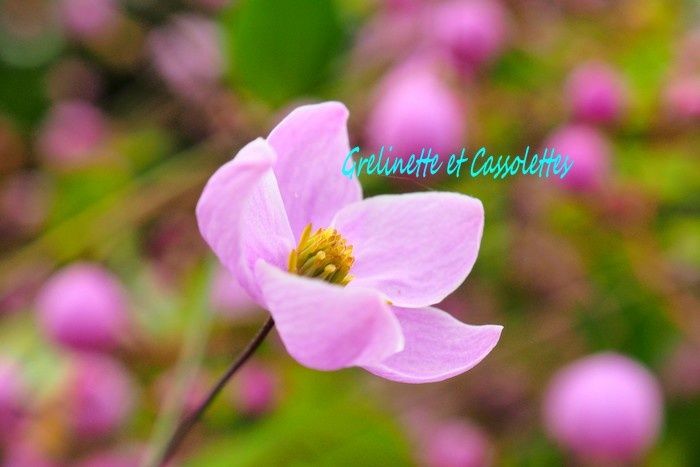 Les Sans Soucis de Chantilly, Journées des Plantes 2019, édition de Printemps