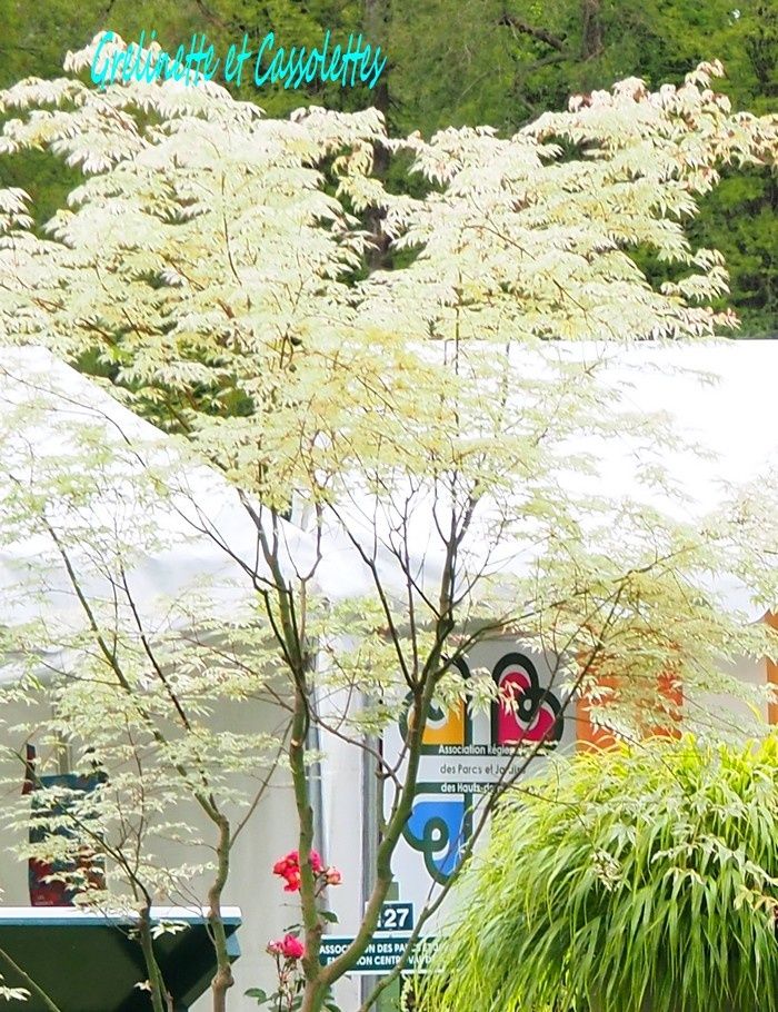 Les Sans Soucis de Chantilly, Journées des Plantes 2019, édition de Printemps