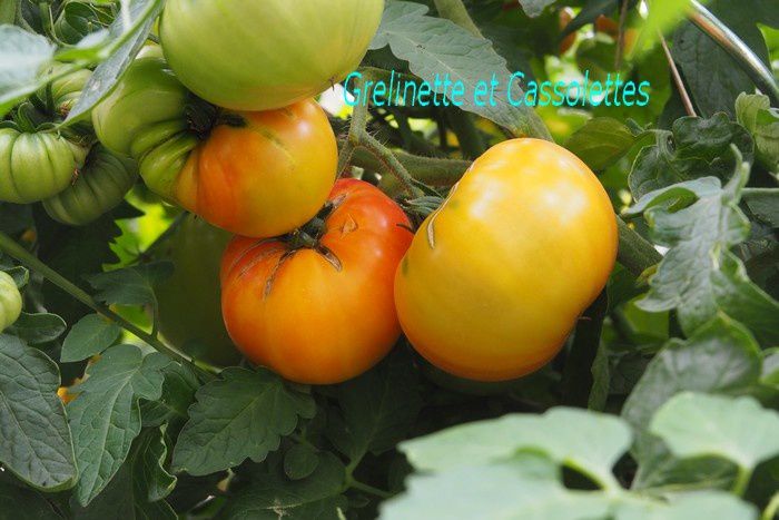 Stratégie Tomates et Prolonger les récoltes de Tomates en Septembre