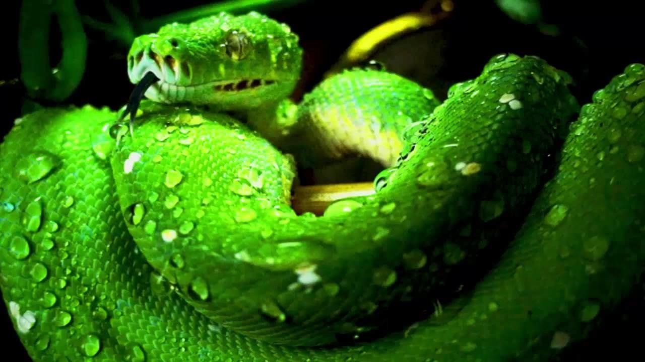 Le Python Vert, Morelia Viridis, Australie, Nlle Guinée - Quilaztli, un ...