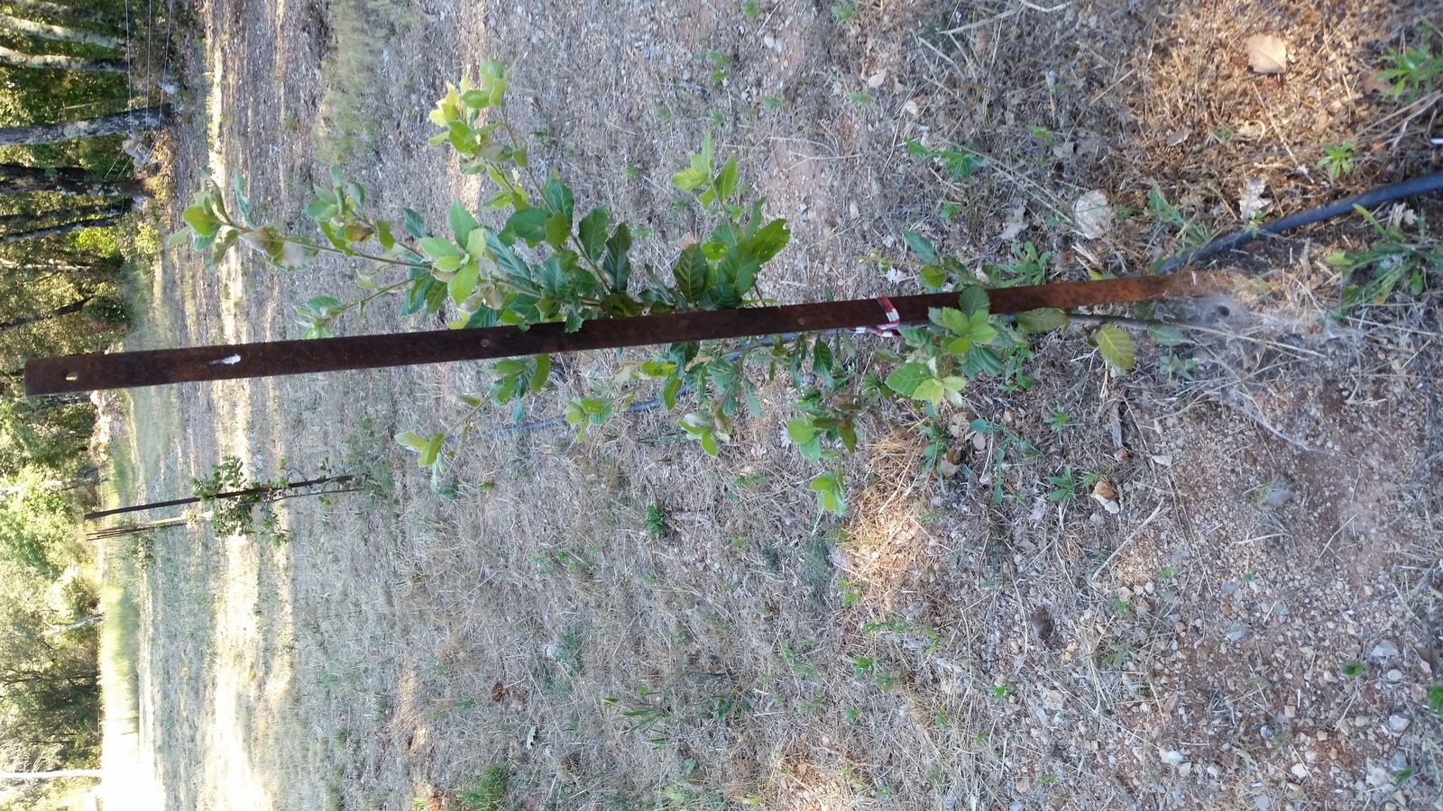 dans 6 ou 7 ans une promesse de truffes.....