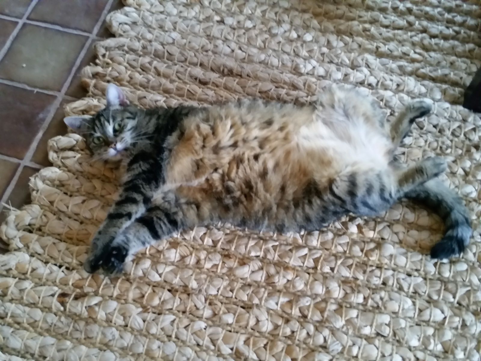 la sensation que ces animaux se sentent bien dans leur peau et en sécurité