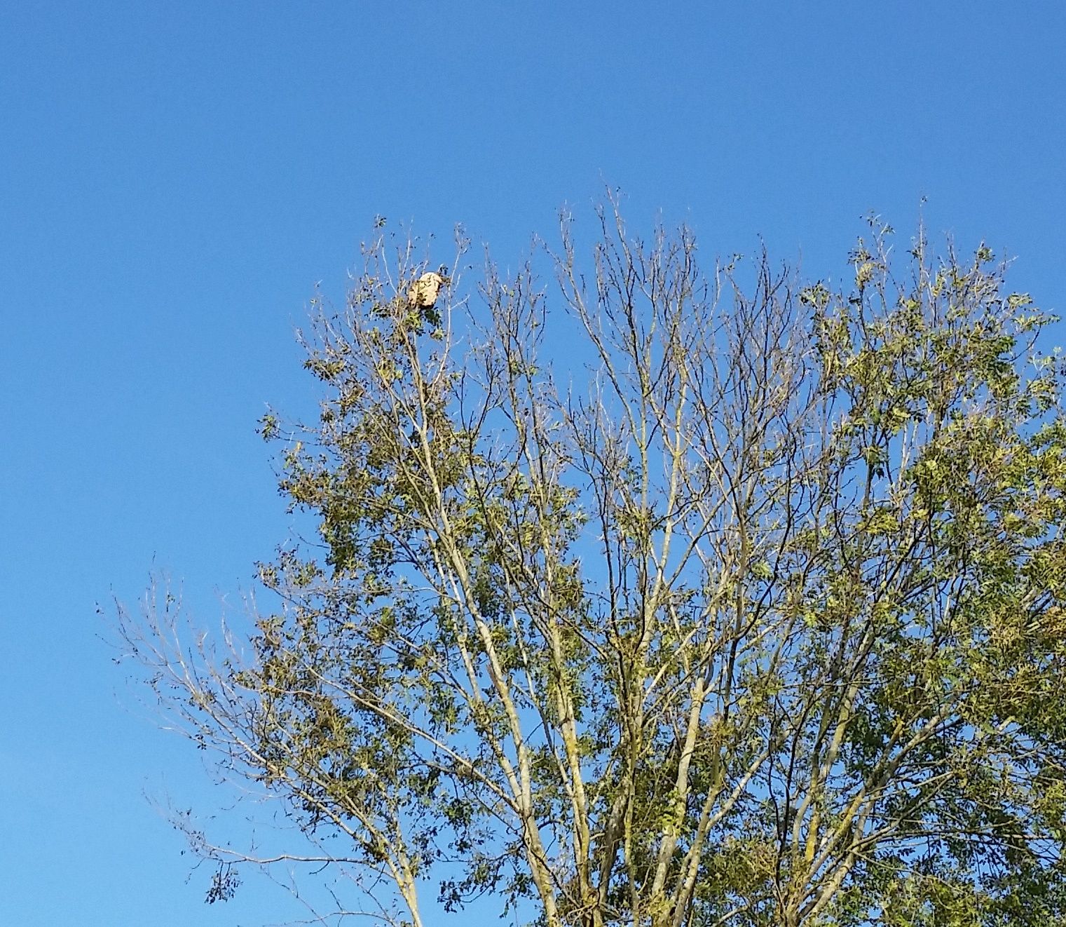 après la grippe ,les frelons asiatiques,gestion dard dard !
