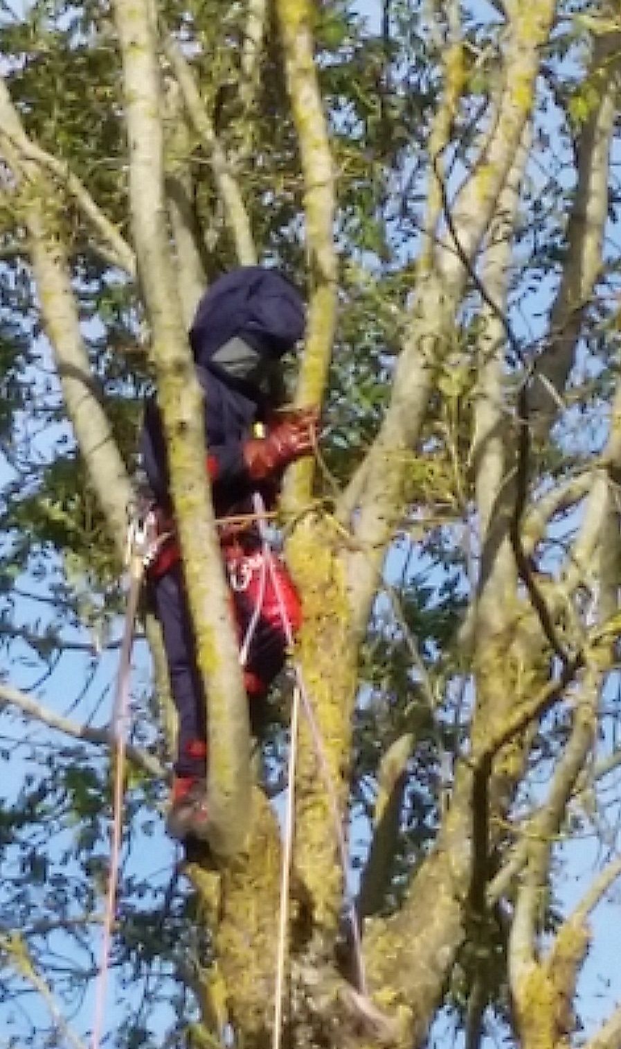 après la grippe ,les frelons asiatiques,gestion dard dard !