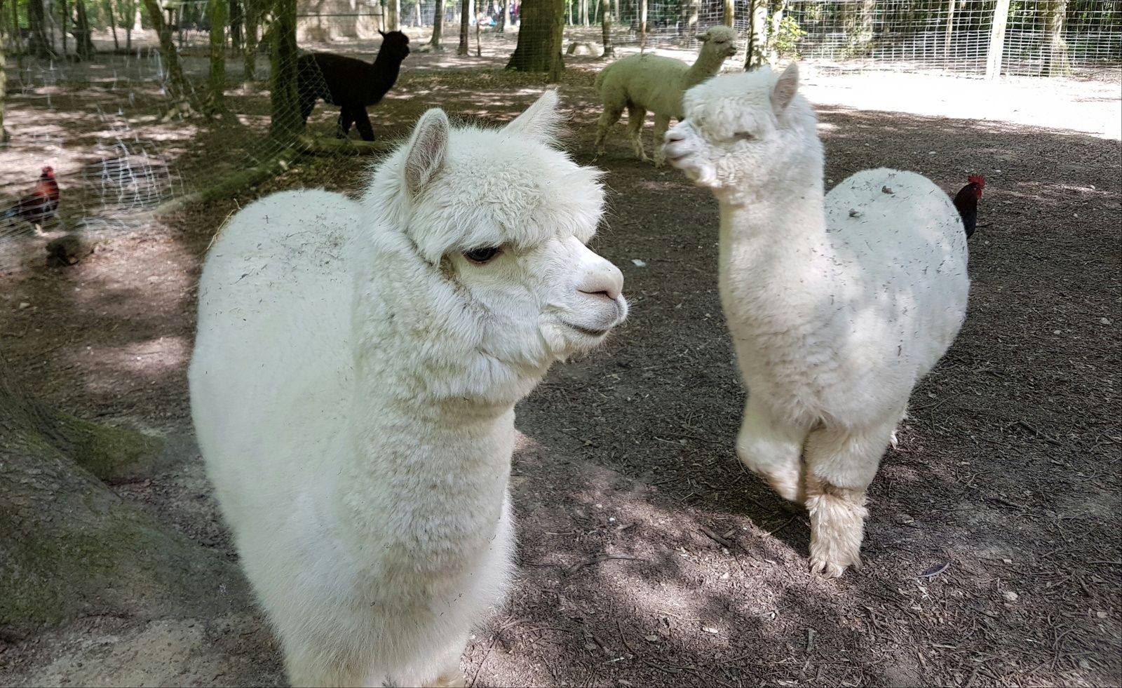 Cinq moutons du parc animalier de Janvry volés dans la nuit - Le