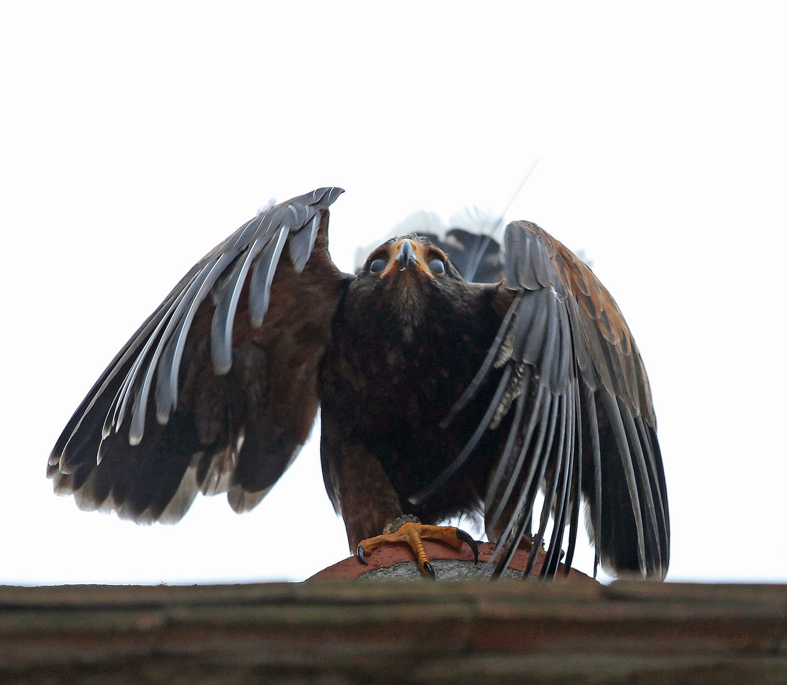 ce blog fête ses neuf ans !