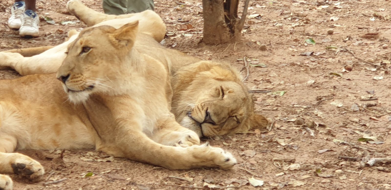 DERNIER JOUR, victoria falls et des lions
