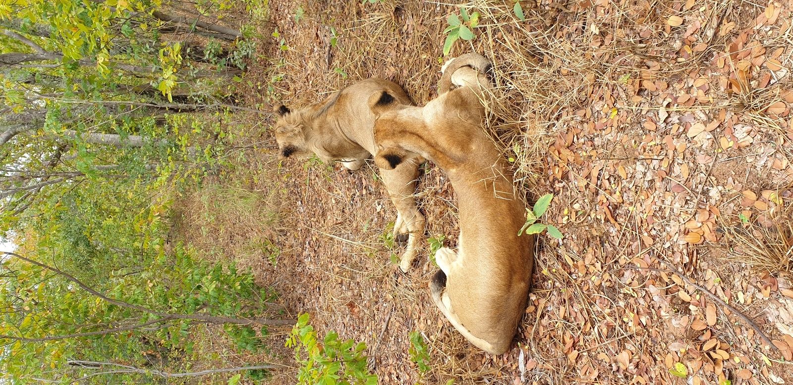 DERNIER JOUR, victoria falls et des lions