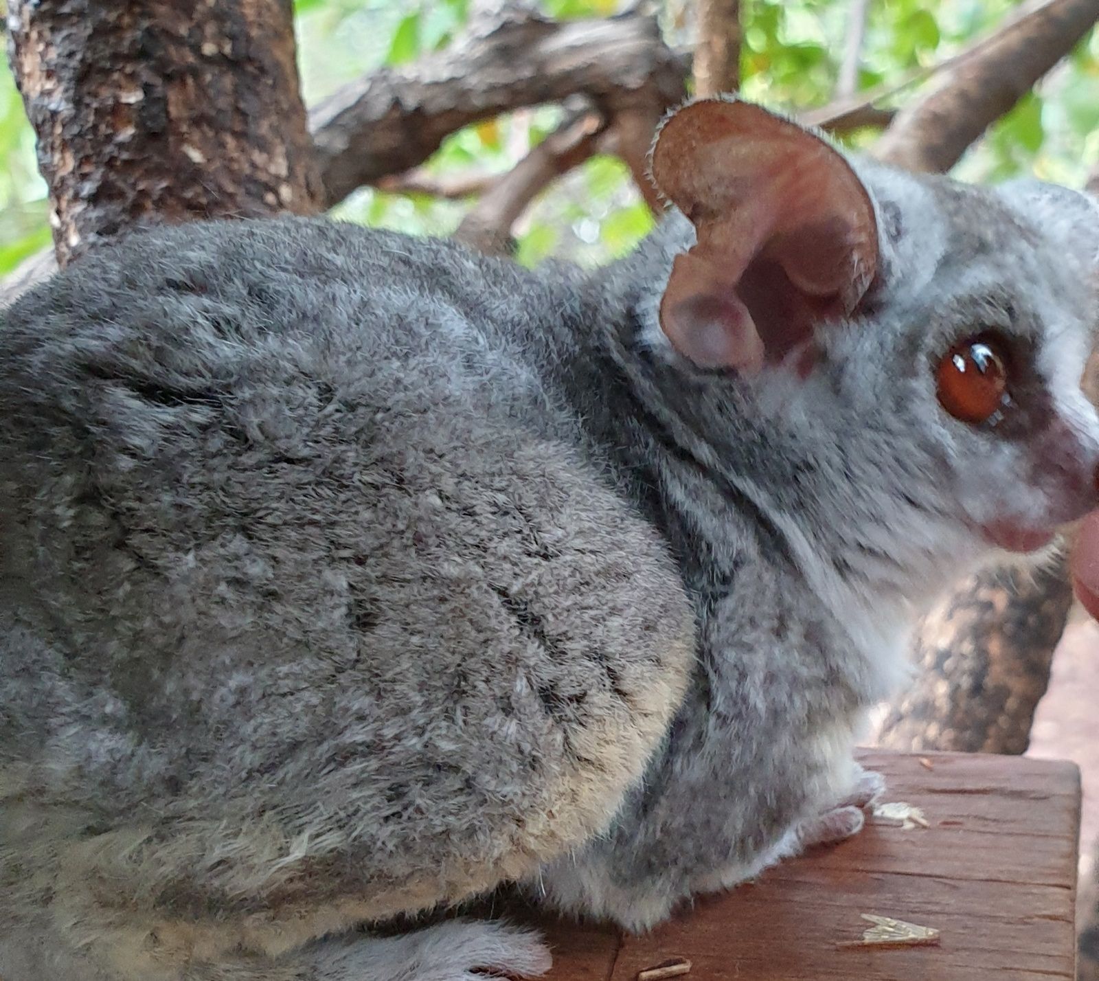 DERNIER JOUR, victoria falls et des lions