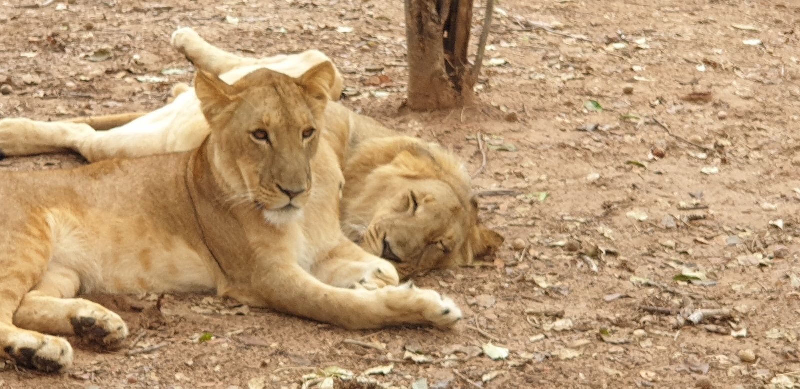 DERNIER JOUR, victoria falls et des lions
