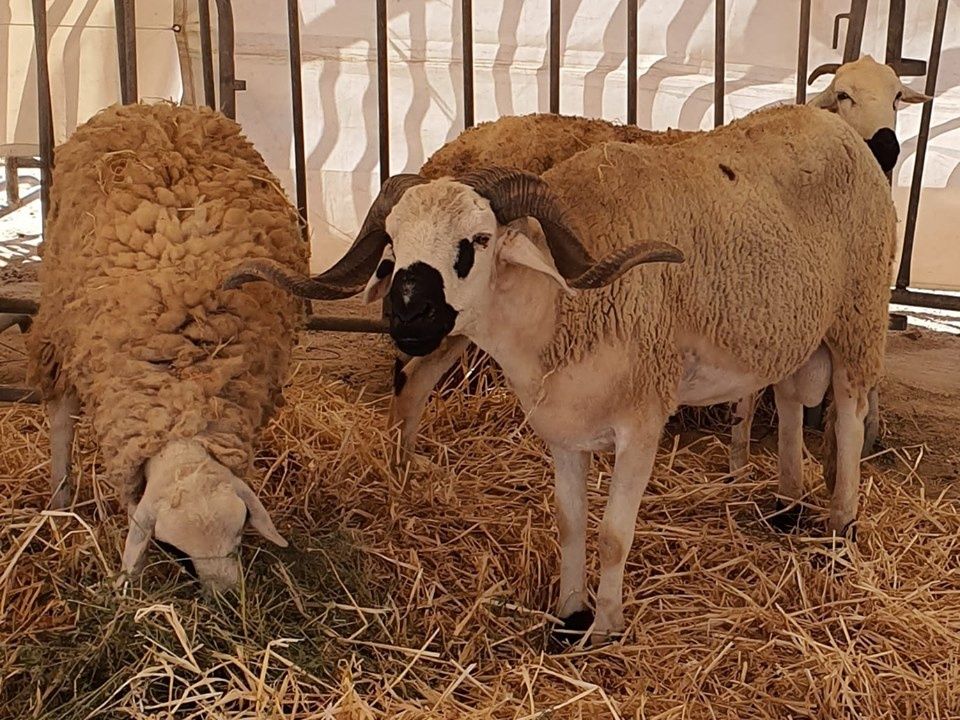 dernier jour a dakhla ,mais nous y reviendrons