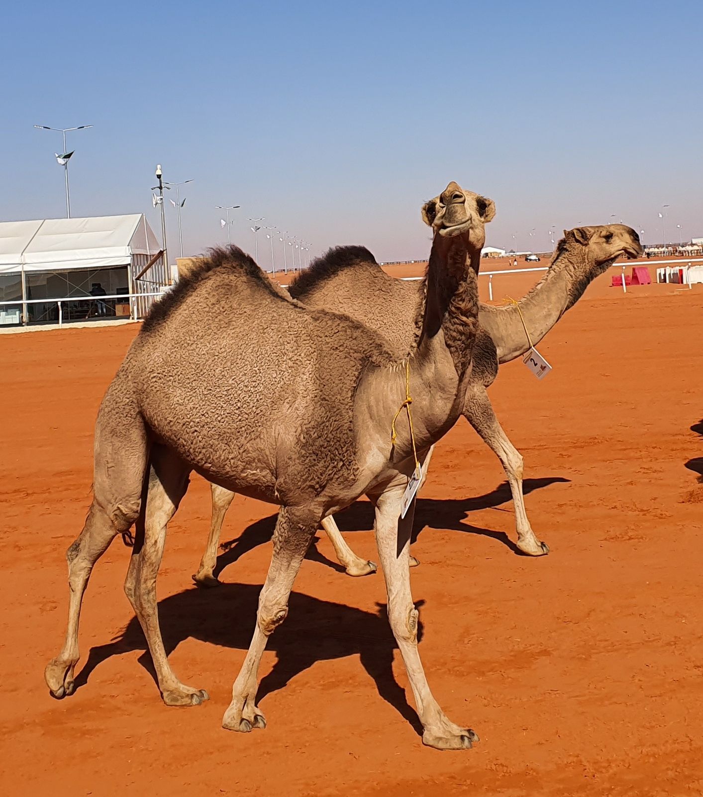 arabie saoudite,du sable,des éléveurs et des dromadaires