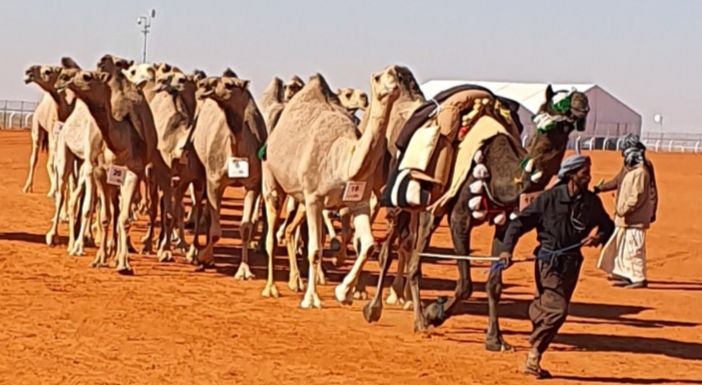 arabie saoudite,du sable,des éléveurs et des dromadaires