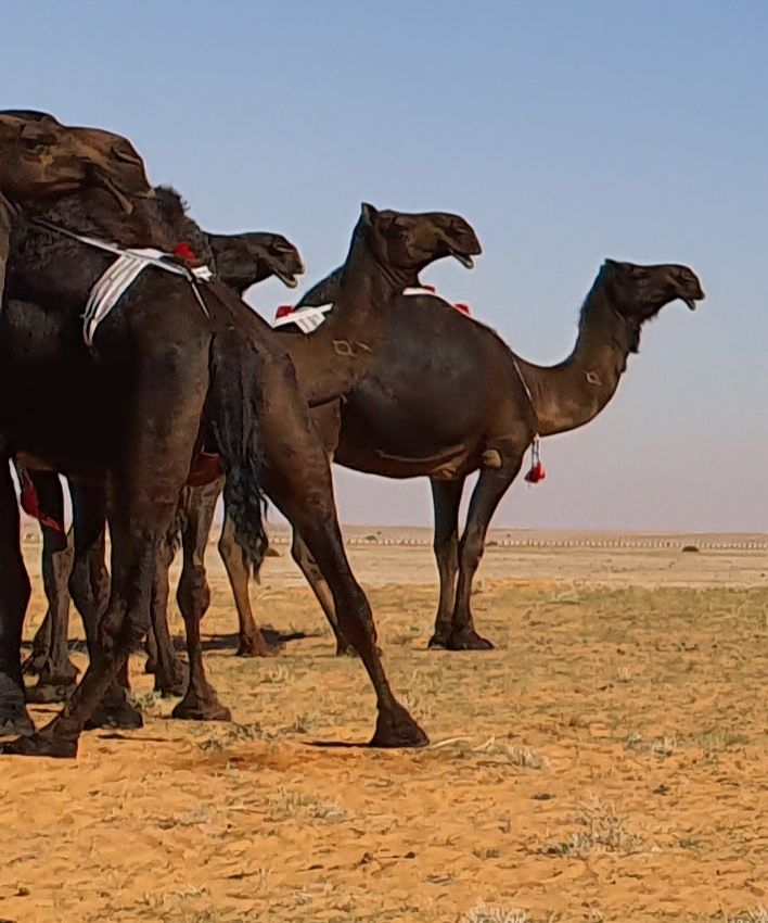 arabie saoudite,du sable,des éléveurs et des dromadaires