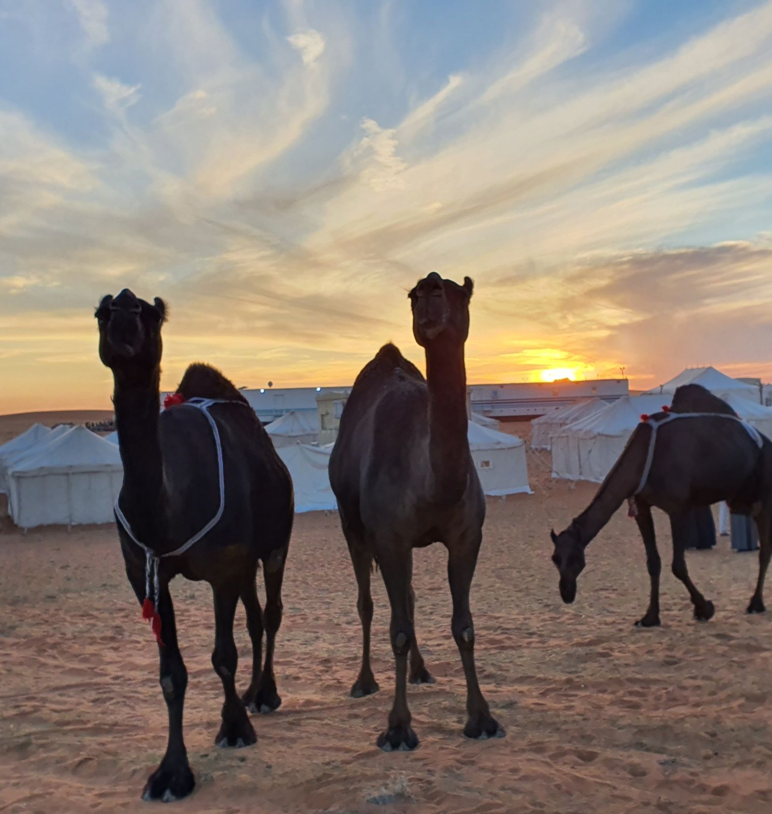 arabie saoudite,du sable,des éléveurs et des dromadaires