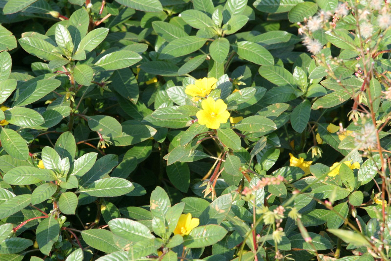fleurs jaunes sur feuillage vert