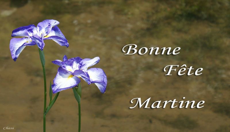 Bonne Fete Aux Martine Ma Chienne De Vie