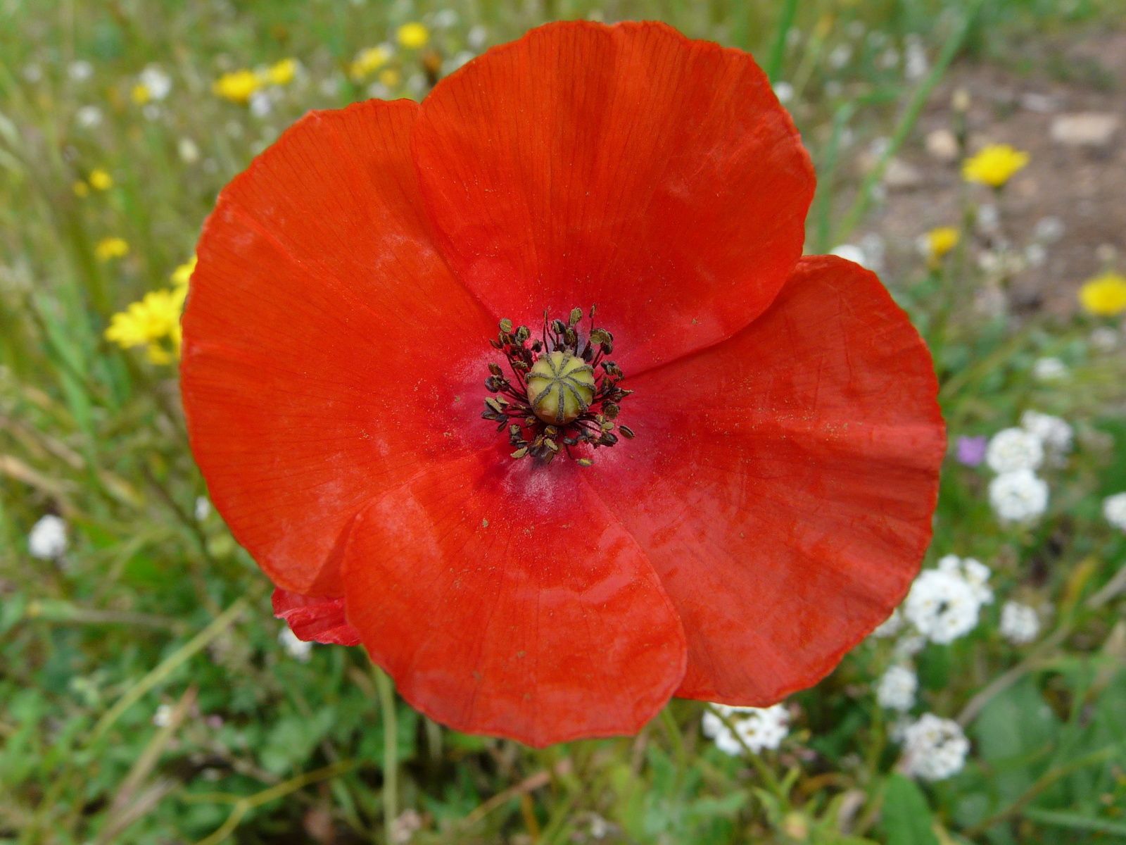 Jardin littéraire coquelicot livres textes thème