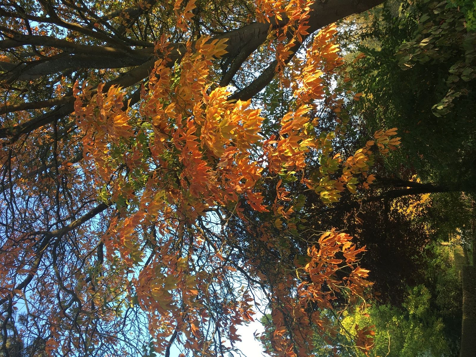 jardin,  paradis, éden, thème,  jardin, roman, livres, synthèse, analyse, Bosco, Bassani 