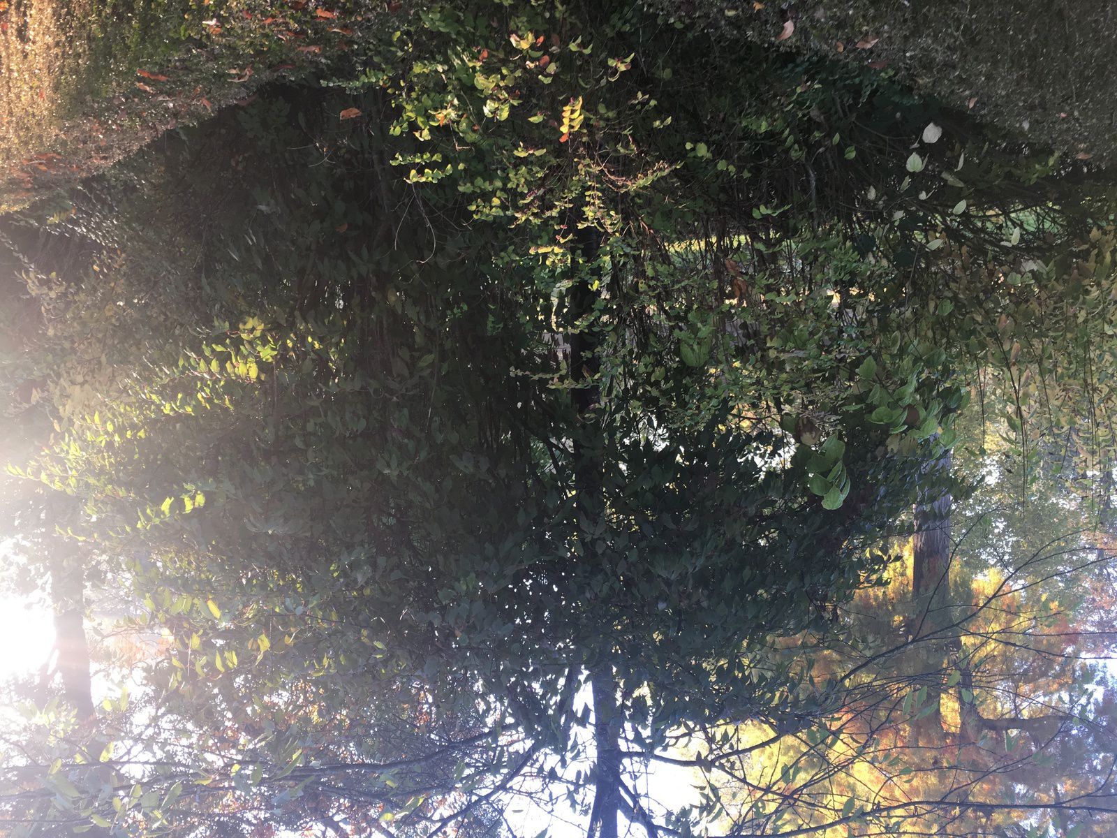 Eden, paradis, entrée, risque, jardin, thème, littérature, roman, Ane Culotte, Bosco