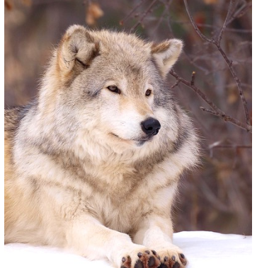 l'homme est un loup pour l'hommes, Hobbes, nature, autre, thème