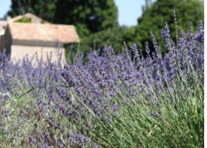 Daudet, voyage, thème, curé de Cucugnan