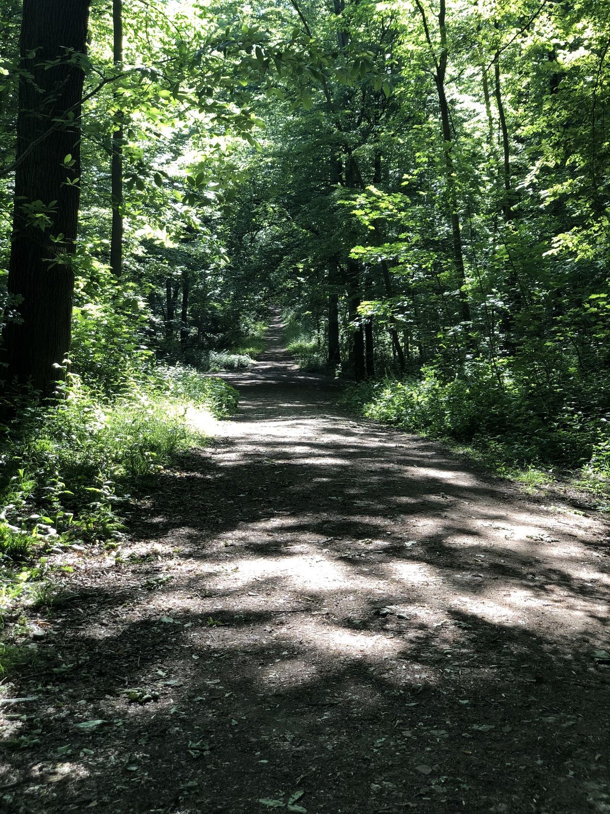 Forêt, nature, thème, Jules, Renard, Journal, déconfinement