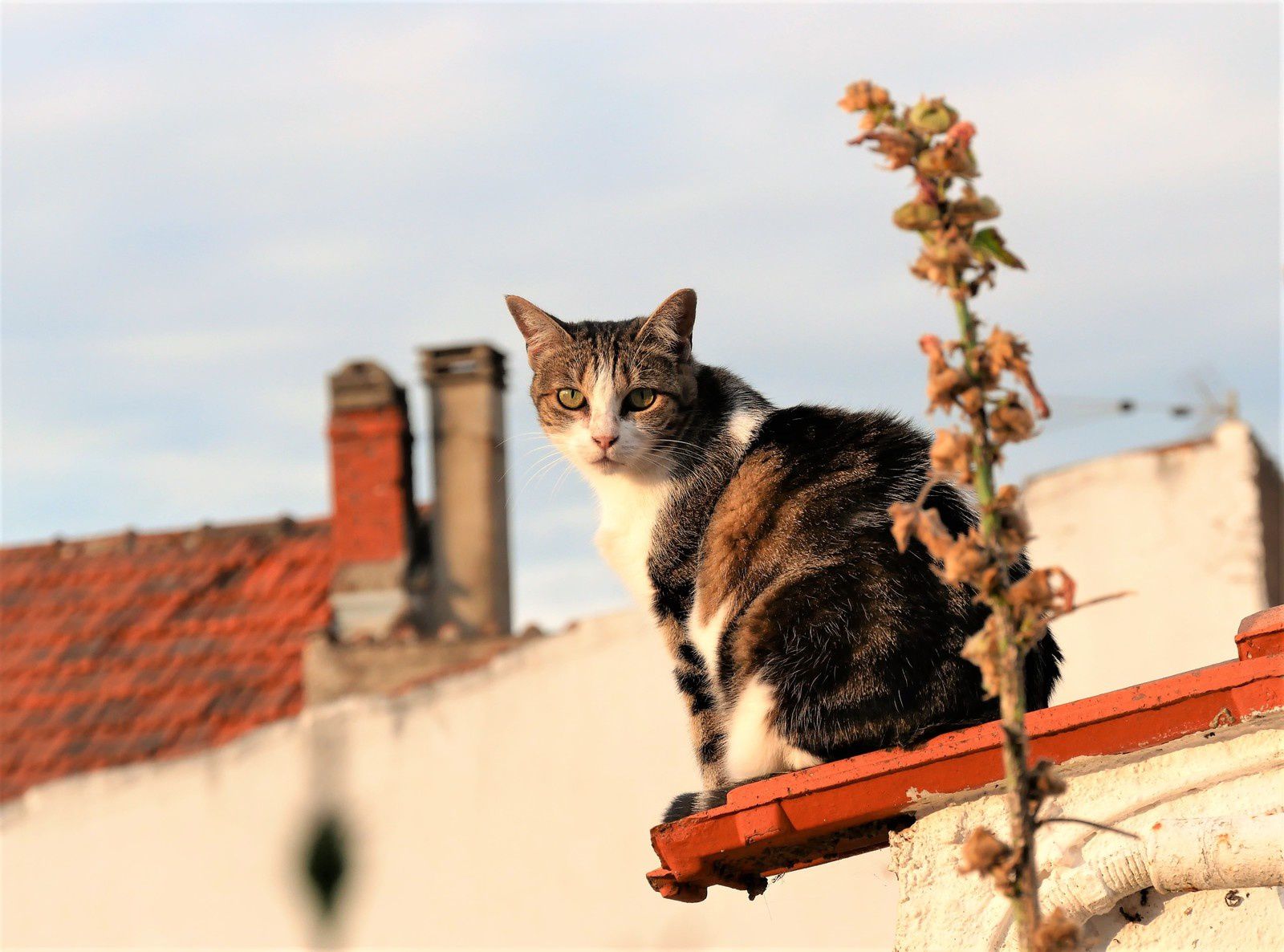 La chatte Plume sur les toits du vieux village;