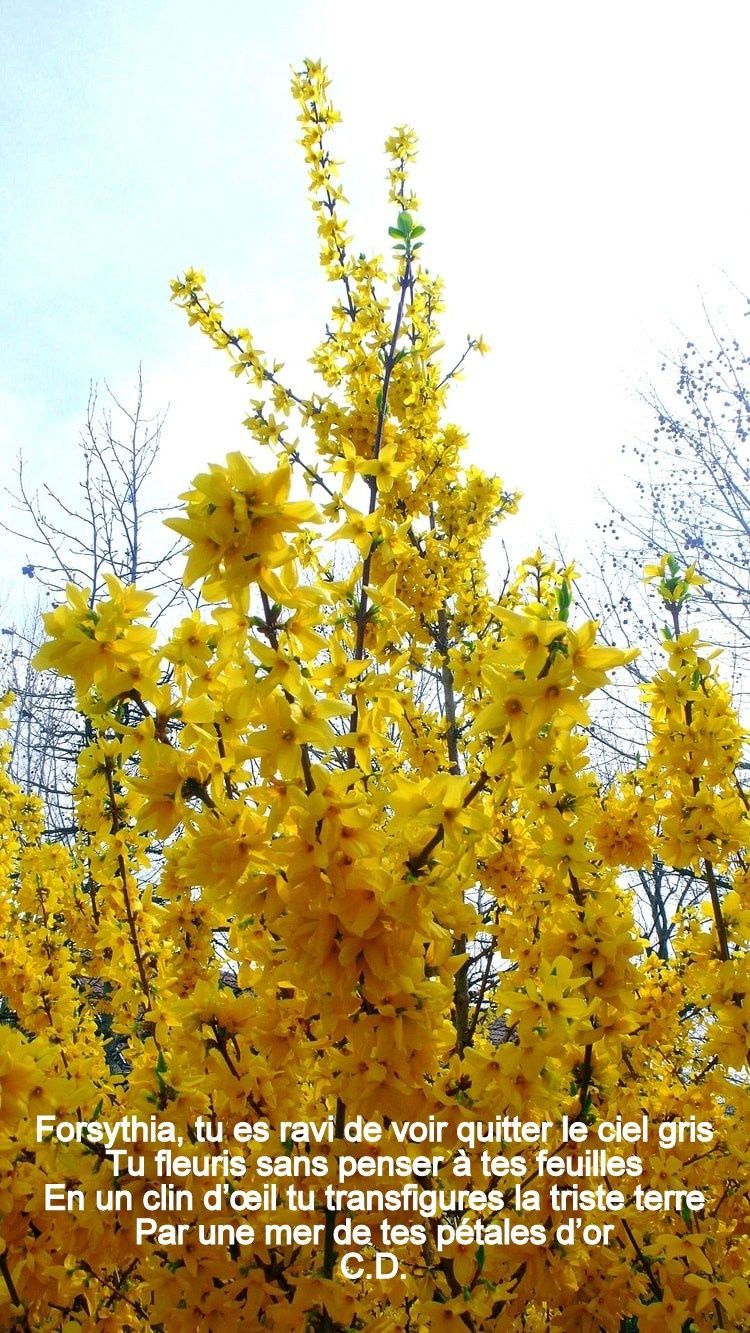 Forsythia, tu es ravi de voir quitter le ciel gris Tu fleuris sans penser à tes feuilles En un clin d’œil tu transfigures la triste terre Par une mer de tes pétales d’or C.D.